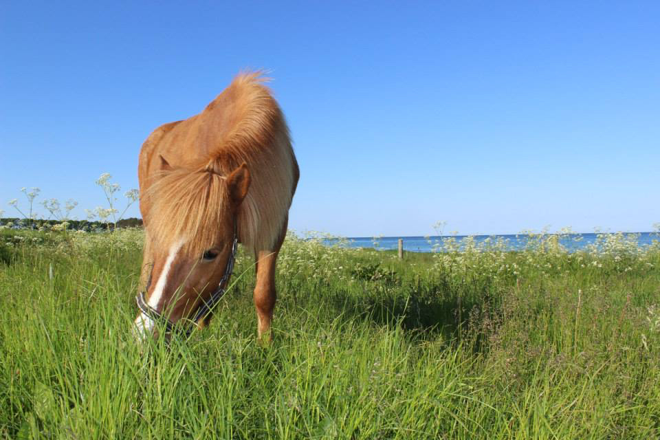 islandskeheste