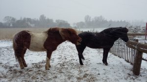 islandske heste