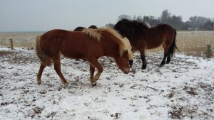 islandske heste